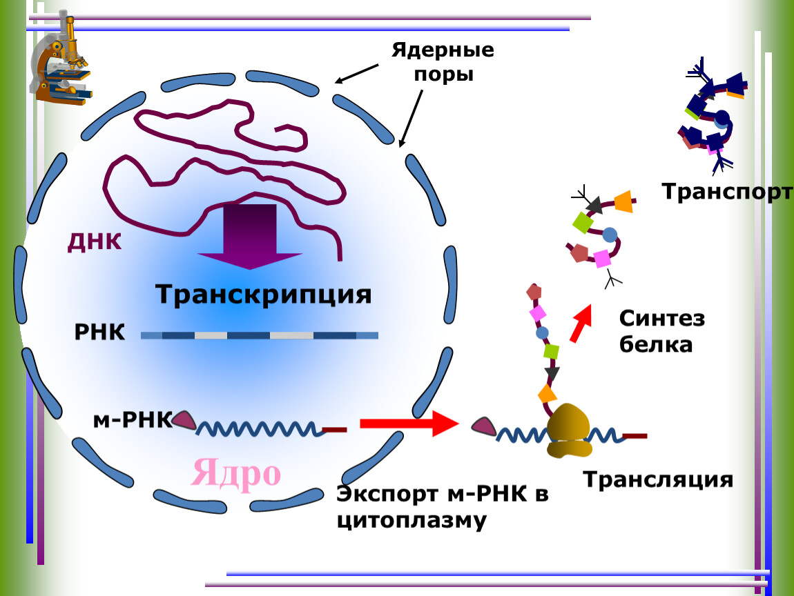 Днк участвует в биосинтезе рнк. Синтез белка ДНК МРНК. Транскрипция Биосинтез белка схема. Процесс транскрипции и трансляции схема. Ядро процесс Синтез белка?.