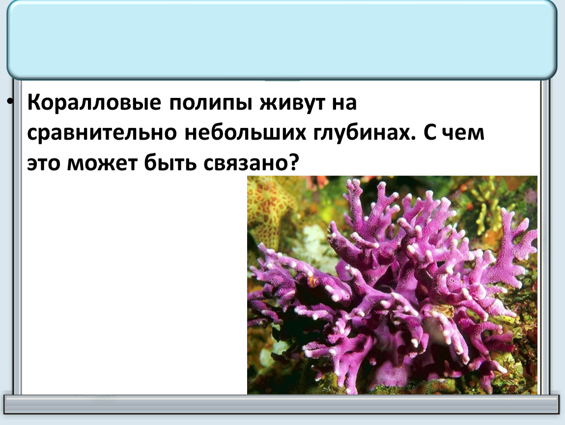 Сравнительно невелики. Где обитают полипы. Почему коралловые полипы живут на небольших глубинах. Полип Зоология. Коралловый полип на какой глубине обитают.