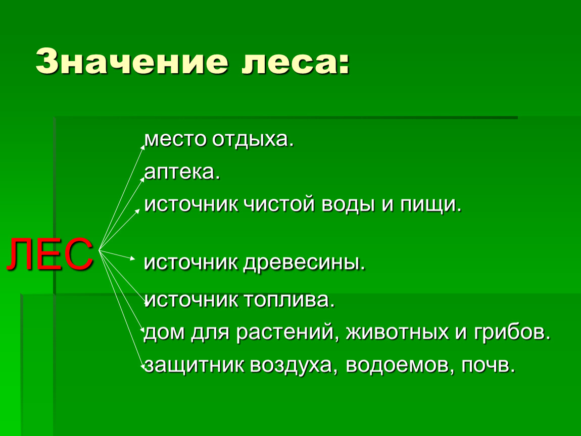 Значение леса для человека