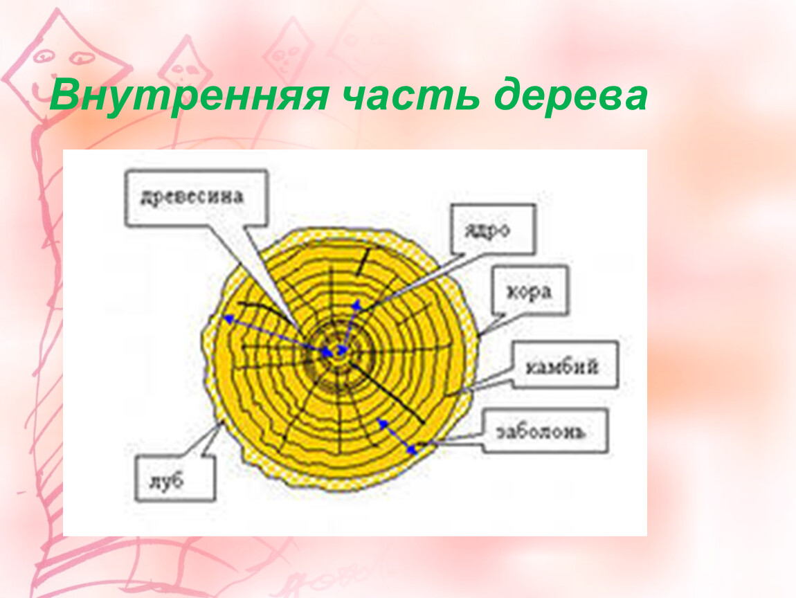 Части древесины. Часть дерева 4 буквы.