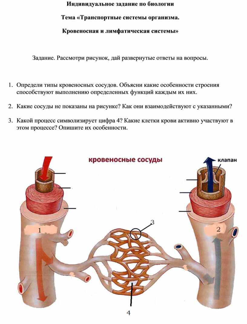 Содержит кровеносные лимфатические сосуды. Кровеносная и лимфатическая системы. Транспортные системы организма. Транспортные системы кровеносная лимфатическая. Лимфатический и кровеносный капилляр.