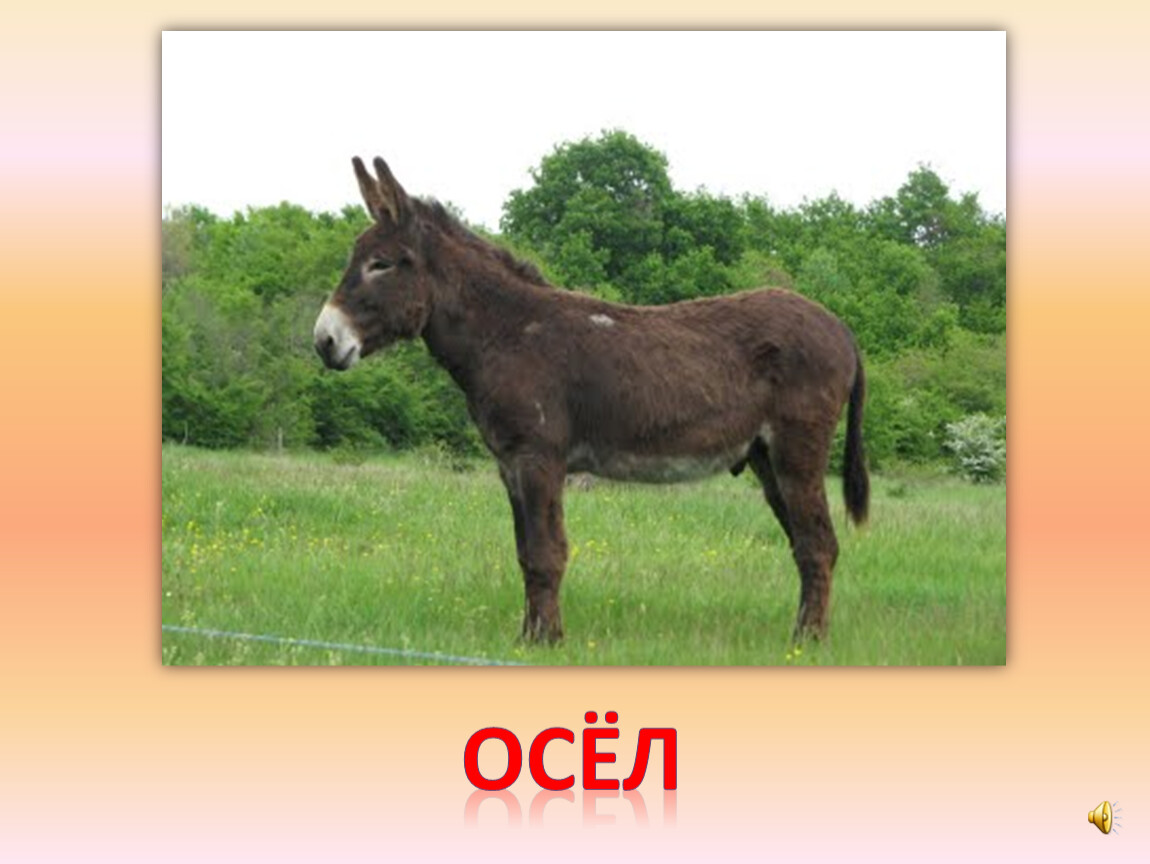 Осел и слон