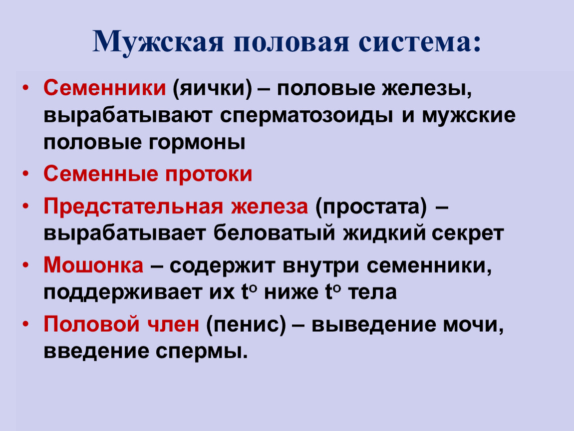 Семенники половое развитие. Урок биологии 8 класс размножение человека. Биология 8 класс размножение.