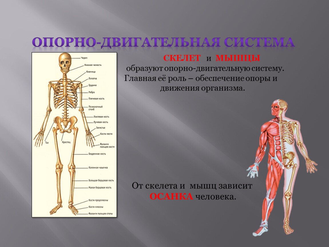 Двигательная структура. Опорно-двигательная система (скелет,конечности,череп). Двигательная система организма человека. Система органов опорно двигательная система. Организм человека опорно двигательная система.