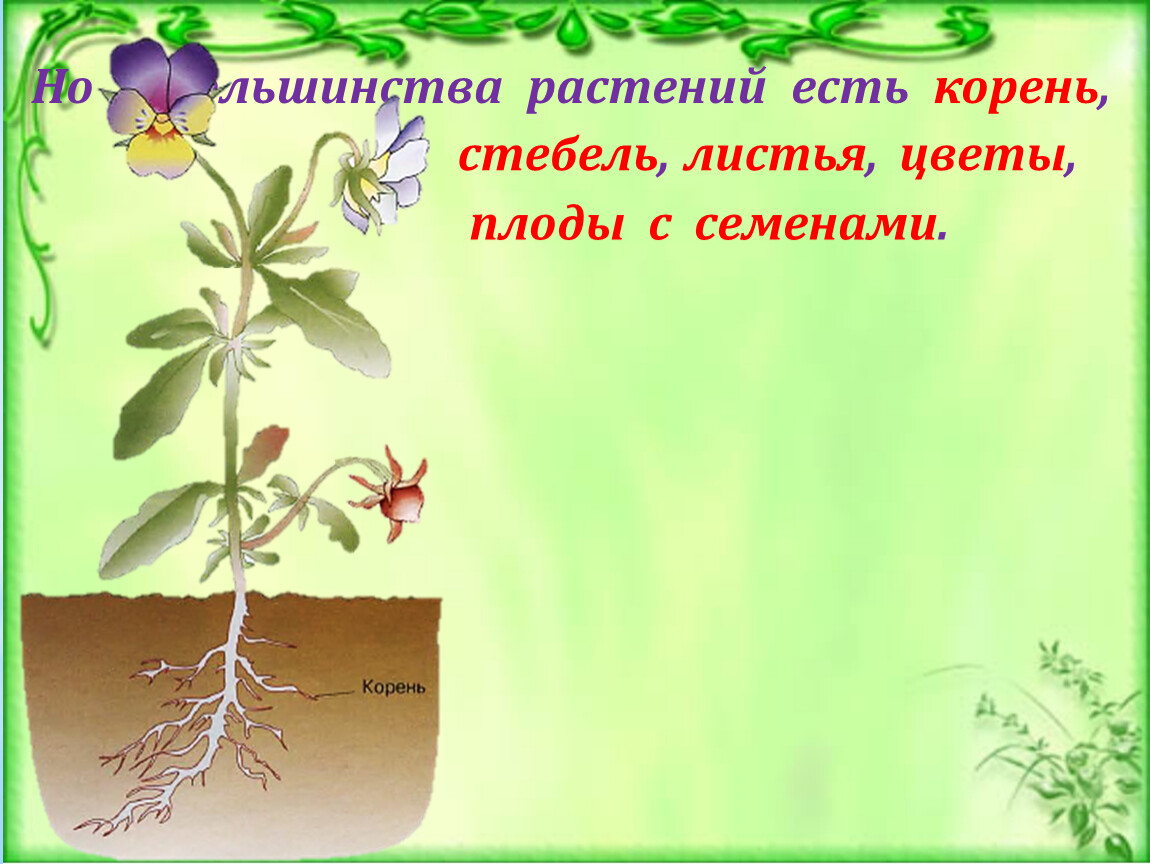 У каких растений есть корень. Части растения. Стебель и корень. Растение стебель корень. Растение с корнем, семенами, со стеблем.