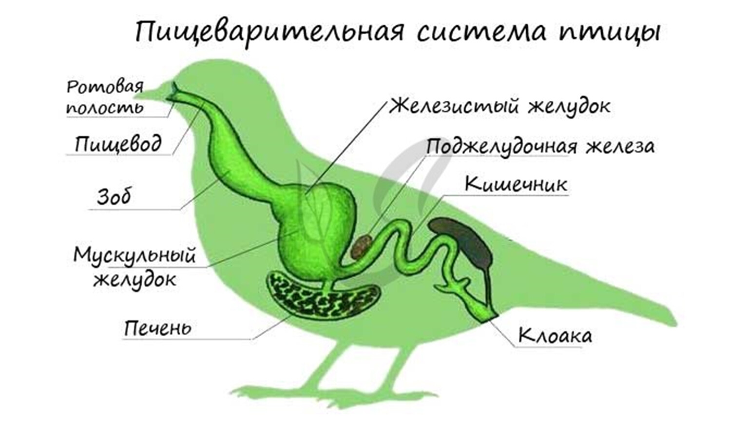 Составьте схему поступления и перемещения пищи по пищеварительному тракту птицы