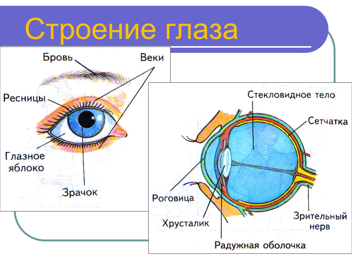 Где в органе зрения находится желтое. Строение глаза человека схема. Строение глаза вид спереди. Строение глаза сбоку. Строение глаза рисунок спереди с описанием.