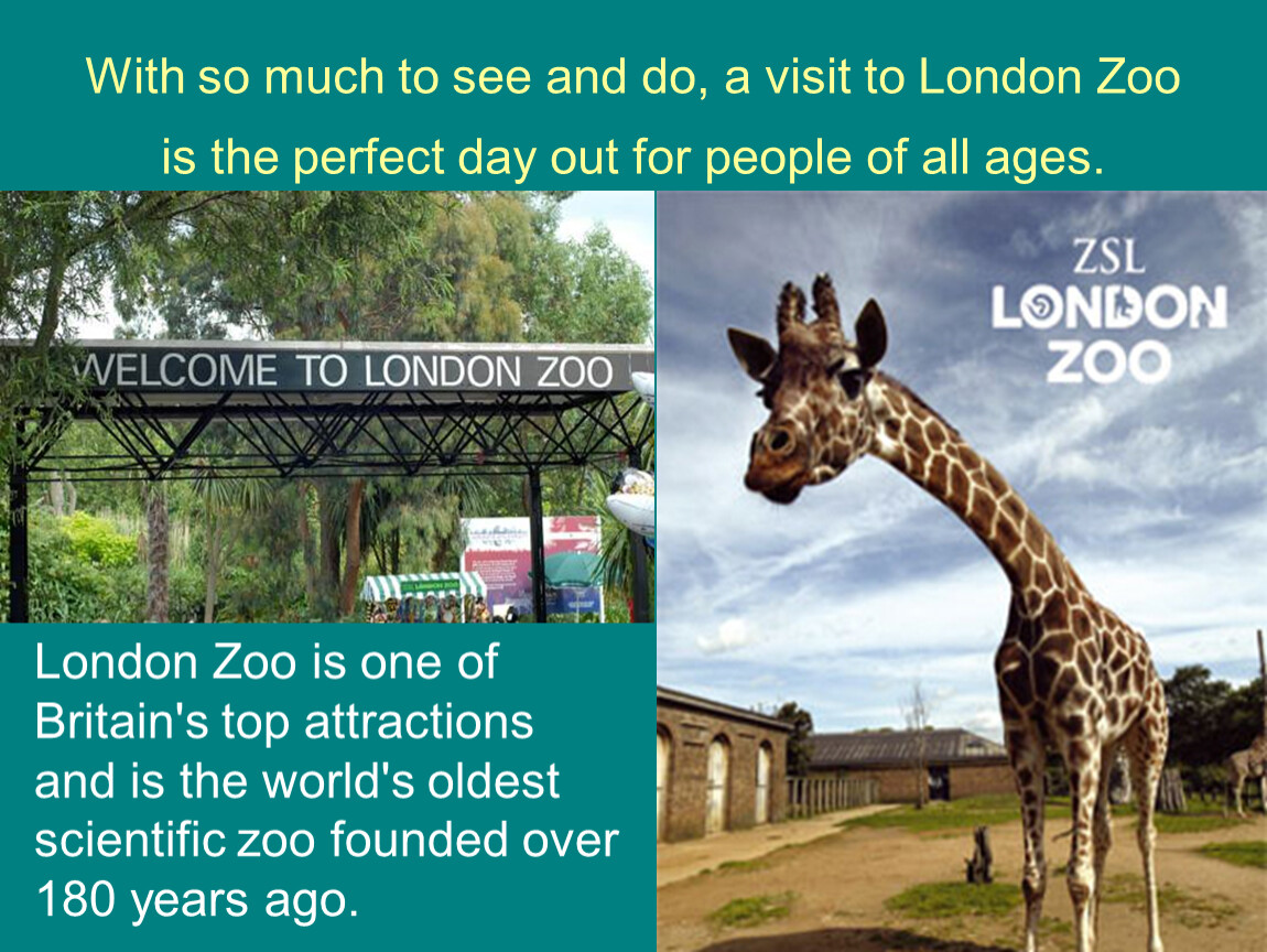 Текст про зоопарк 4 класс. Лондонский зоопарк на английском. Лондонский зоопарк. Лондонский зоопарк животные. Лондонский зоопарк доклад.