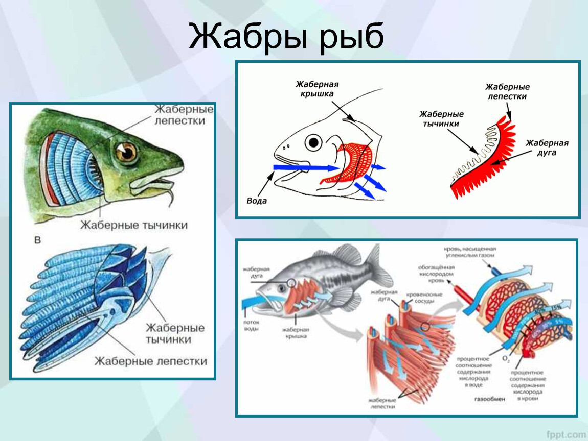 Жабры у рыбы картинки для детей