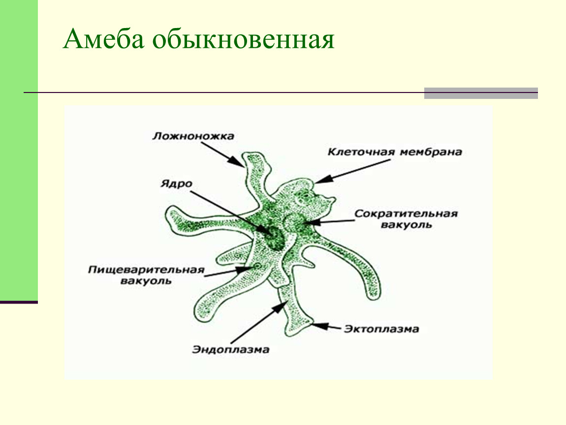 Амеба систематика. Строение амебы 7 класс биология. Схема строения амебы. Клетка амеба обыкновенная. Амеба структура строение.