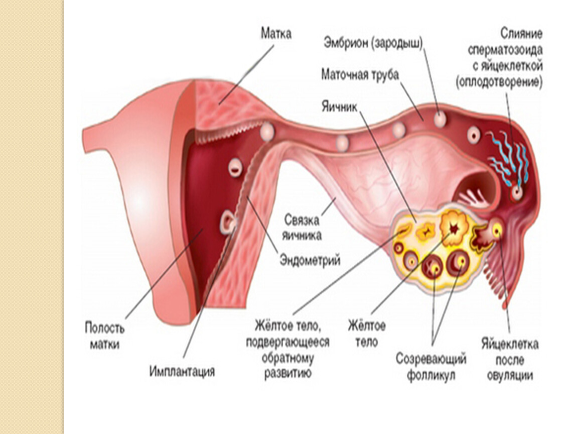 Сколько труб у женщины. Матка маточная труба яичник анатомия. Яичник маточная труба и матка. Матка маточные трубы яичники строение. Матка. Маточные трубы. Яичники: анатомия и строение.