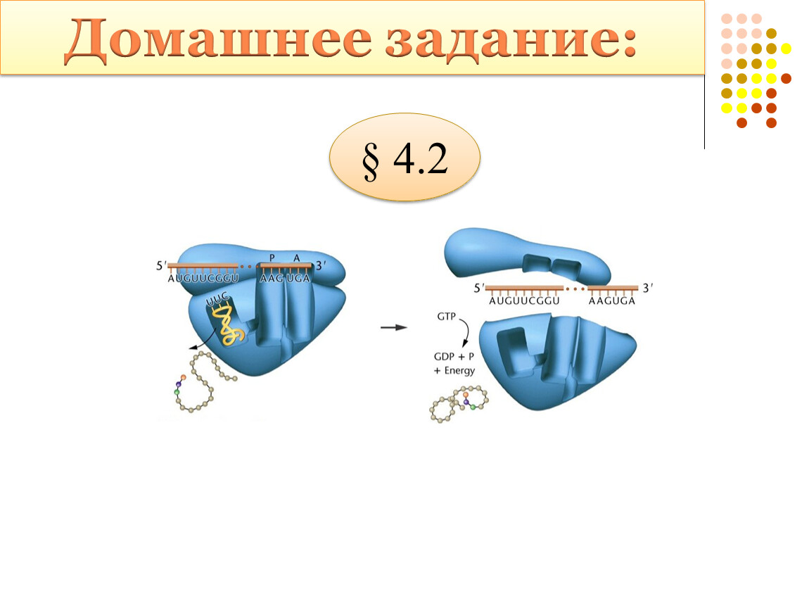 Синтез белка в клетке презентация