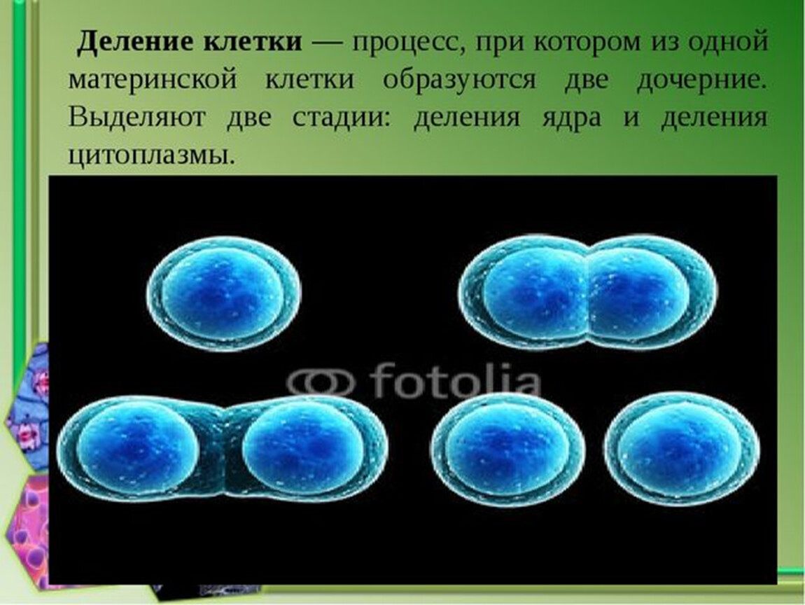 Деление биология. Процесс деления клетки 6 класс биология. Деление клетки 8 класс биология. Понятие о делении клетки. Процесс деления клетки 5 класс биология.