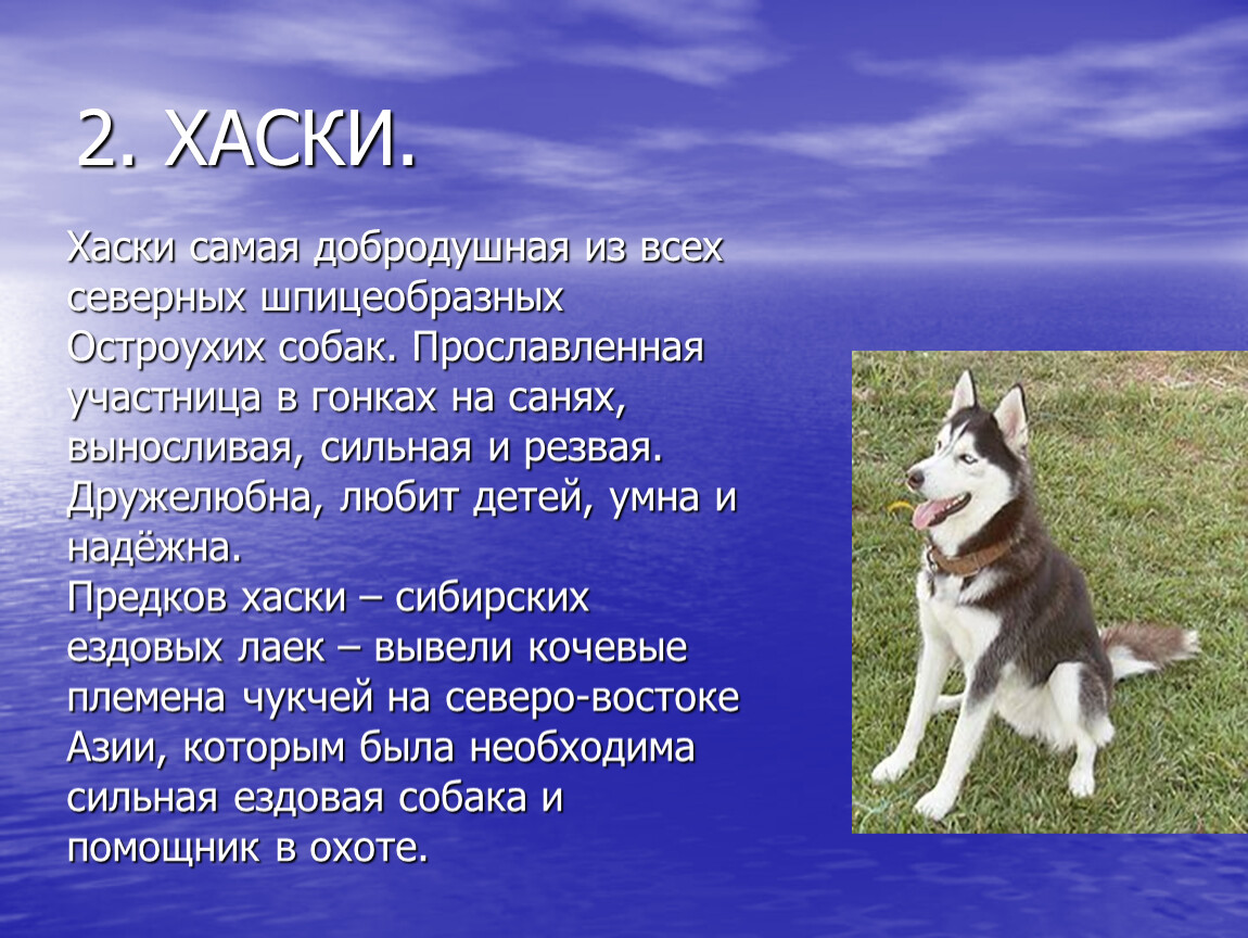 Описание собаки 5 класс русский язык. Сообщение о породе собак хаски. Рассказ о собаке. Доклад про собаку. Описание любой собаки.