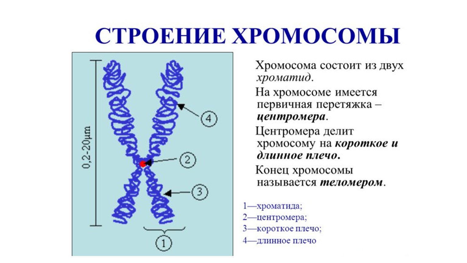 X хромосома какие. Хромосомы строение и функции. Строение ядра, хромосомы строение. Строение хромосомы эукариот. Структура хромосомы эукариот.