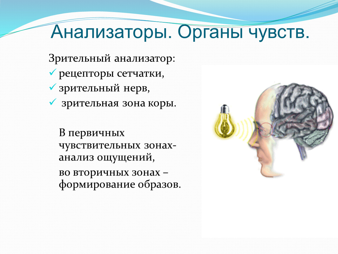 Анализаторы человека. Анализаторы органы чувств. Органы чувств анализаторы зрительный анализатор. Строение анализатора органа чувств. Схема анализатора органы чувств.