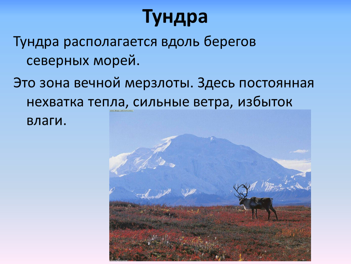 Тундра расположена в умеренном поясе северного полушария. Зона тундры расположена. Тундра располагается вдоль всего Северного побережья России. Тундра на карте России. Города находящиеся в тундре.
