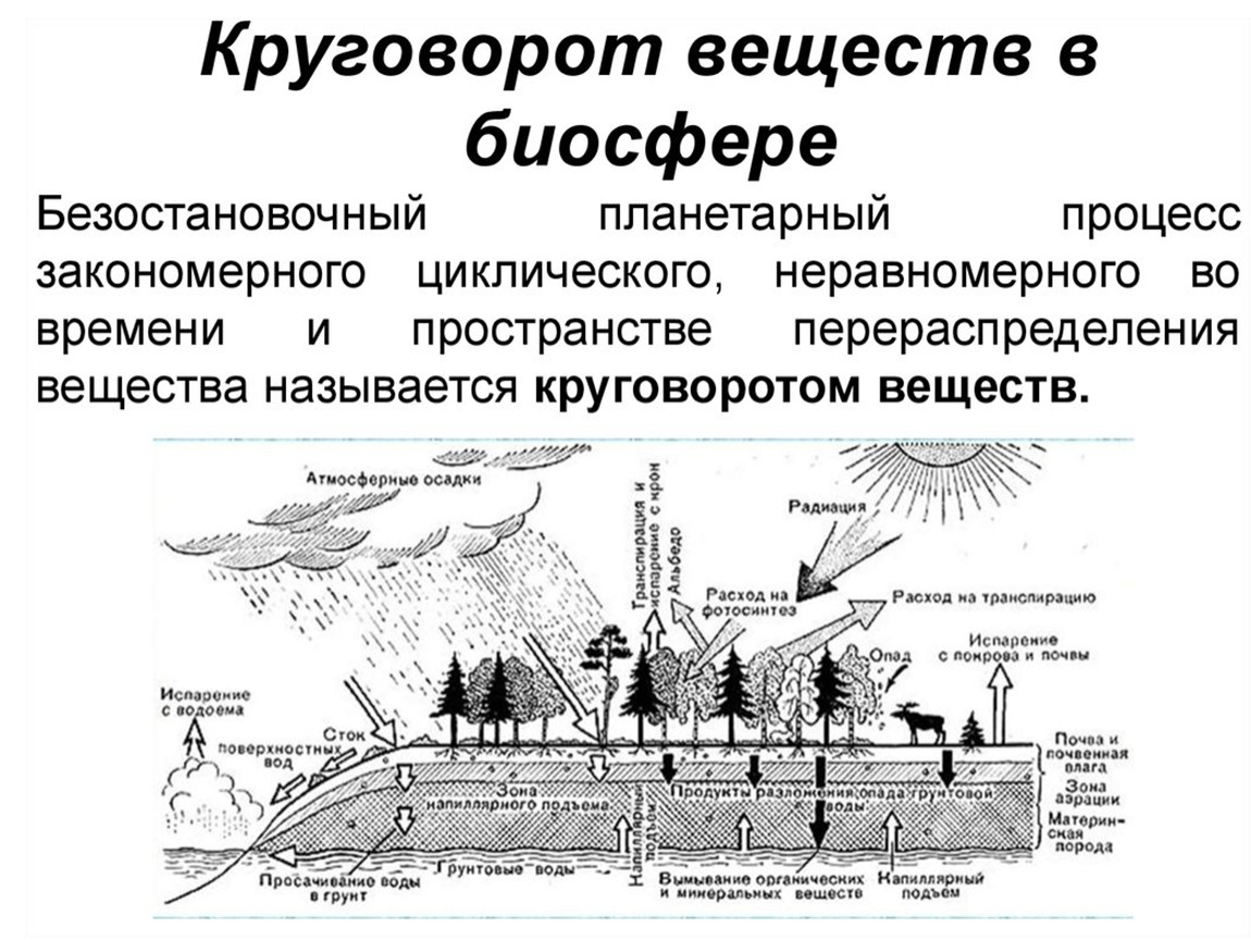 Круговорот энергии в биосфере. Круговорот веществ в биосфере. Биологический круговорот веществ в биосфере является результатом. Круговорот веществ в биосфере 6 класс география. В процессе круговорота веществ в биосфере происходит ….