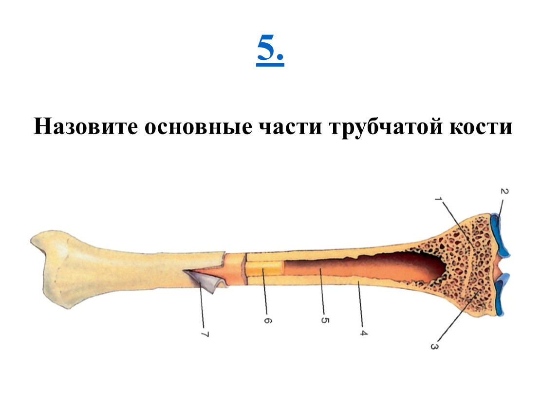 Тело длинной трубчатой кости. Кость трубчатая структура. Трубчатая кость строение анатомия. Строение трубчатой кости без подписей. Трубчатая кость строение без подписей.