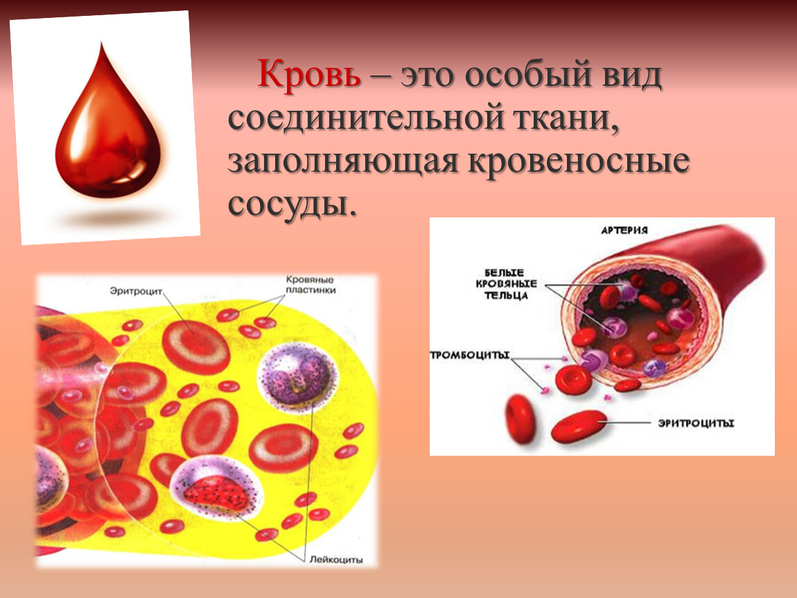Движение крови биология 8 класс