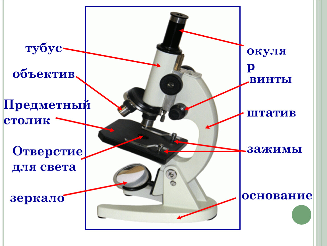Какую функцию зеркало в микроскопе. Строение микроскопа тубус и регулировочный винт. Строение микроскопа тубус. Части микроскопа регулировочные винты. Строение окуляра микроскопа.