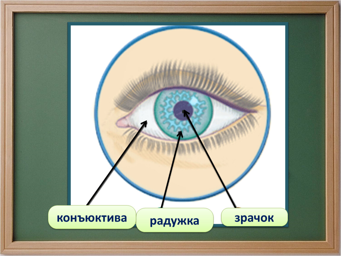 Глаза это орган чувств. Глаза окружающий мир 3 класс. Презентация на тему глаза человека. Орган чувств глаза 3 класс. Глаза орган зрения 3 класс окружающий мир.