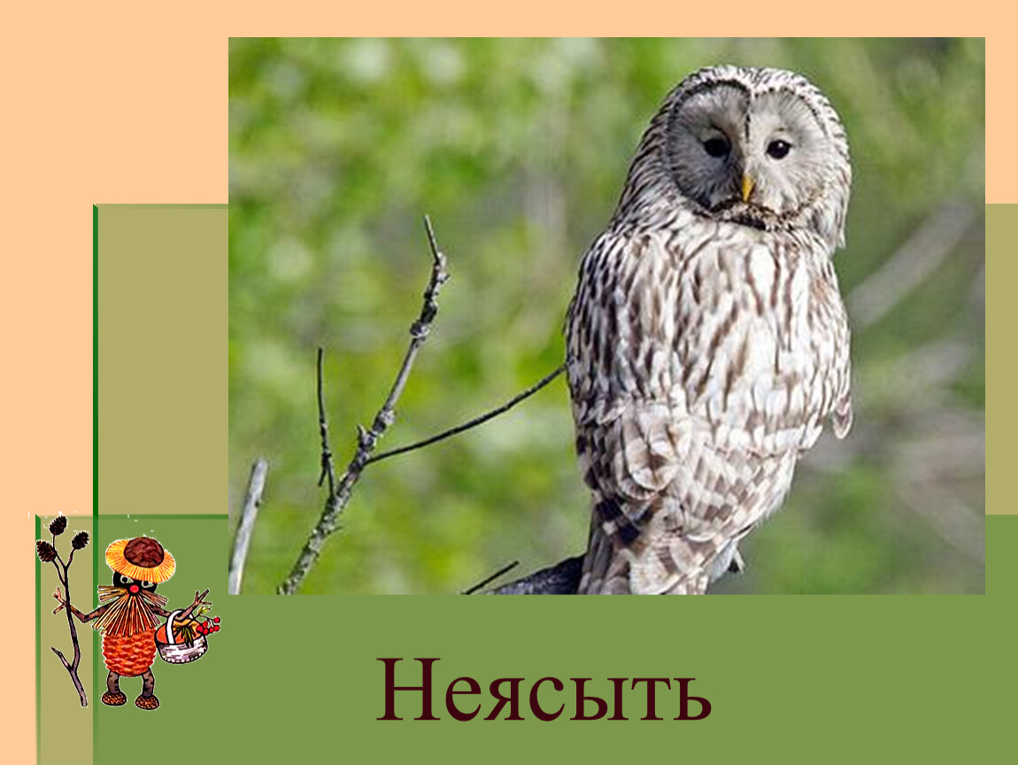 Сова пенза. Сова длиннохвостая неясыть. Сова серая неясыть. Неясыть серая длиннохвостая. Неясыть обыкновенная и длиннохвостая.