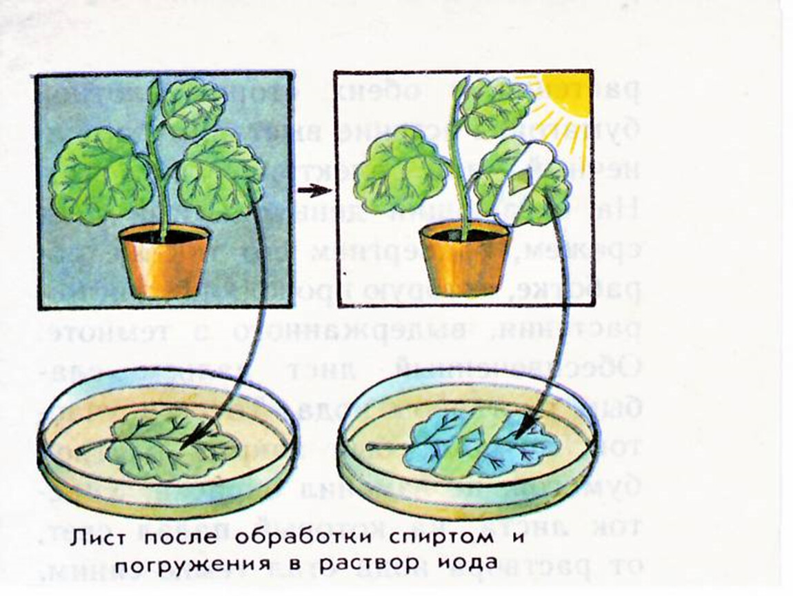 Опыты над растениями. Опыт с геранью по фотосинтезу 6 класс. Опыт Сакса фотосинтез. Опыты по фотосинтезу у растений. Эксперименты с растениями.