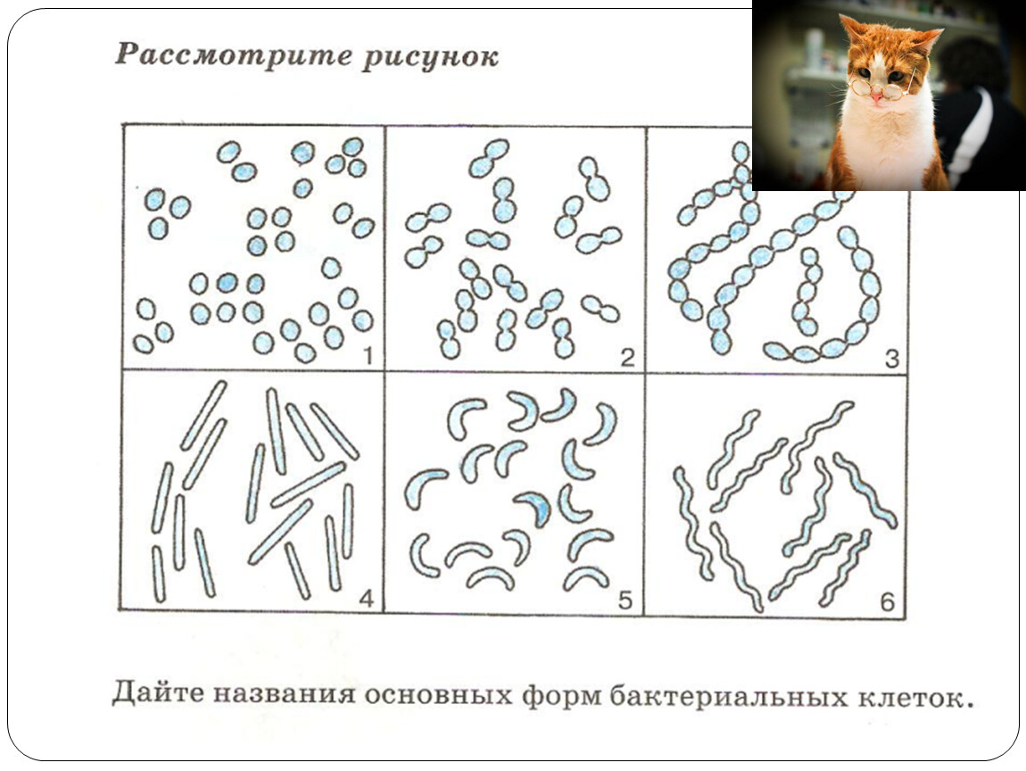 Рисунок бактерии с подписями