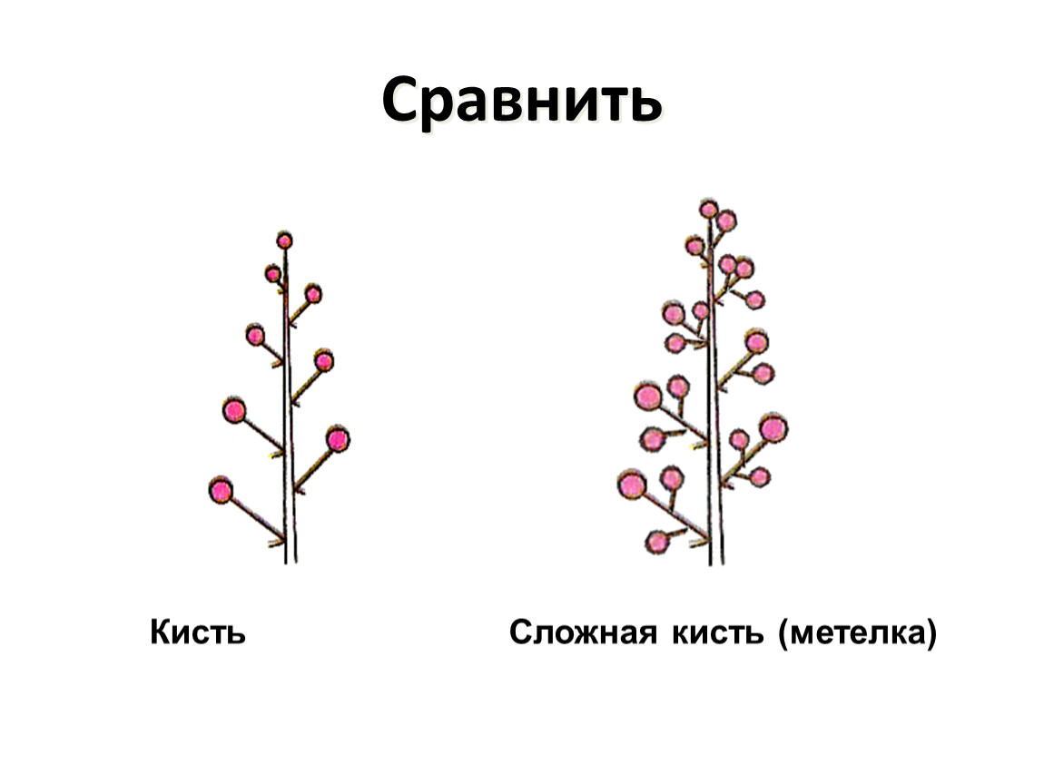 Соцветия кисть головка метелка. Соцветие кисть фото. Соцветие кисть. Сложная кисть примеры. Сложная кисть виноград.