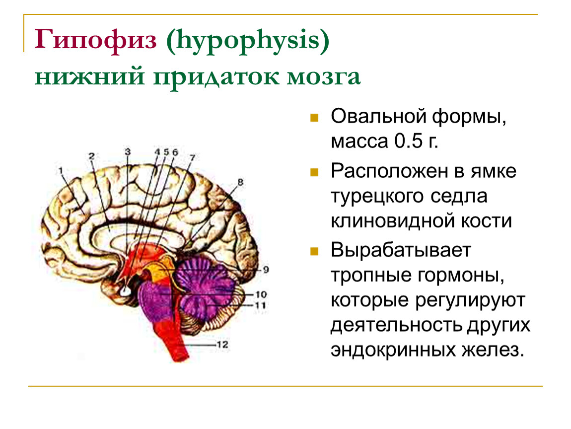 Гипофиз функции мозг. Гипофиз. Придаток мозга гипофиз. Строение головного мозга гипофиз. Ямка гипофиза.