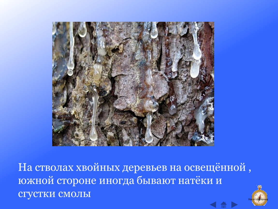 По стволу дерева можно. Ориентирование на местности по смоле на деревьях. Ориентирование по смоле на дереве. Ориентирование по смоле хвойных деревьев.