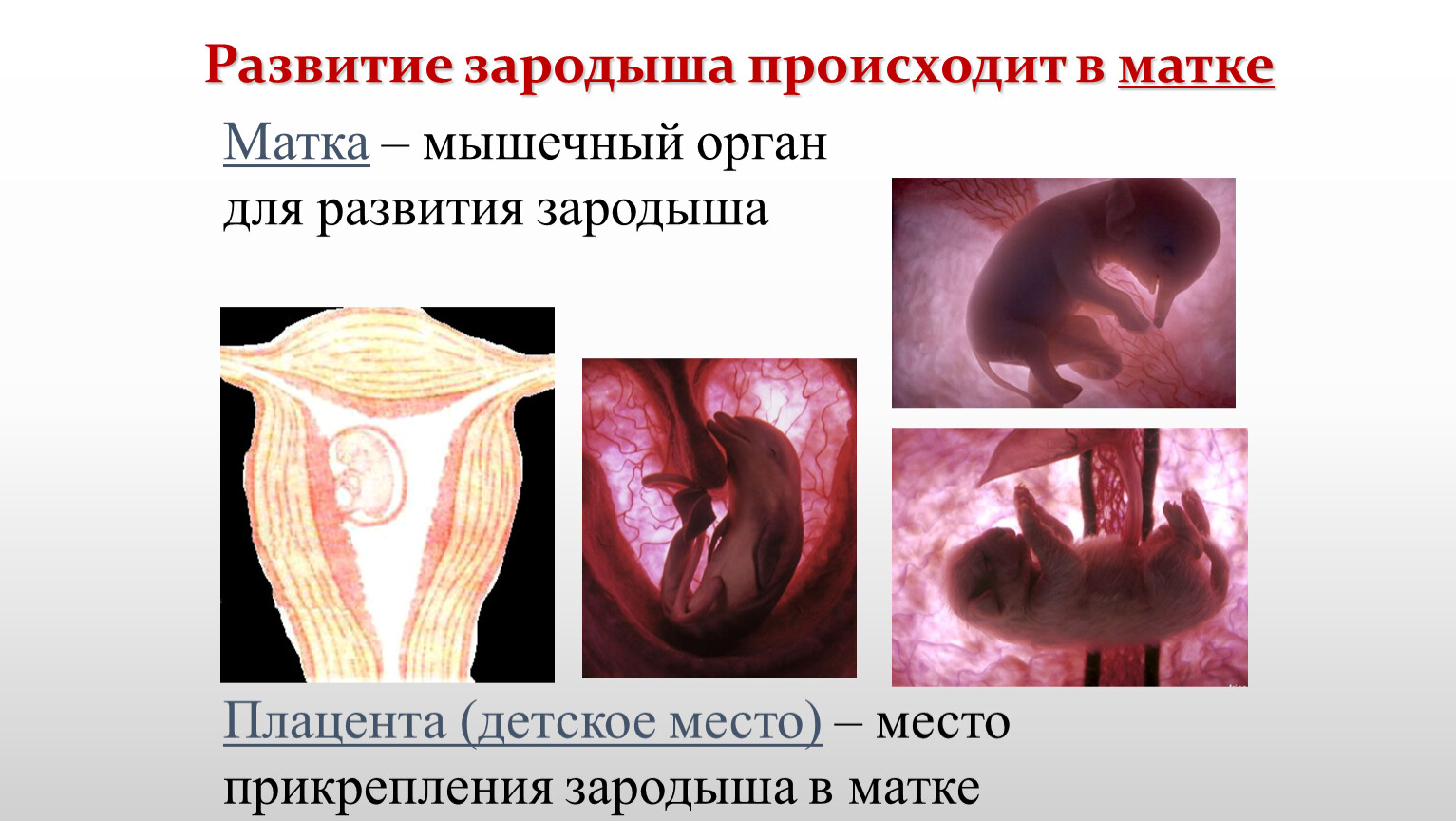 Прикрепление эмбриона. Прикрепление плода к матке. Место прикрепления зародыша к матке. Место прикрепления эмбриона в матке. Матка мышечный орган для развития зародыша.