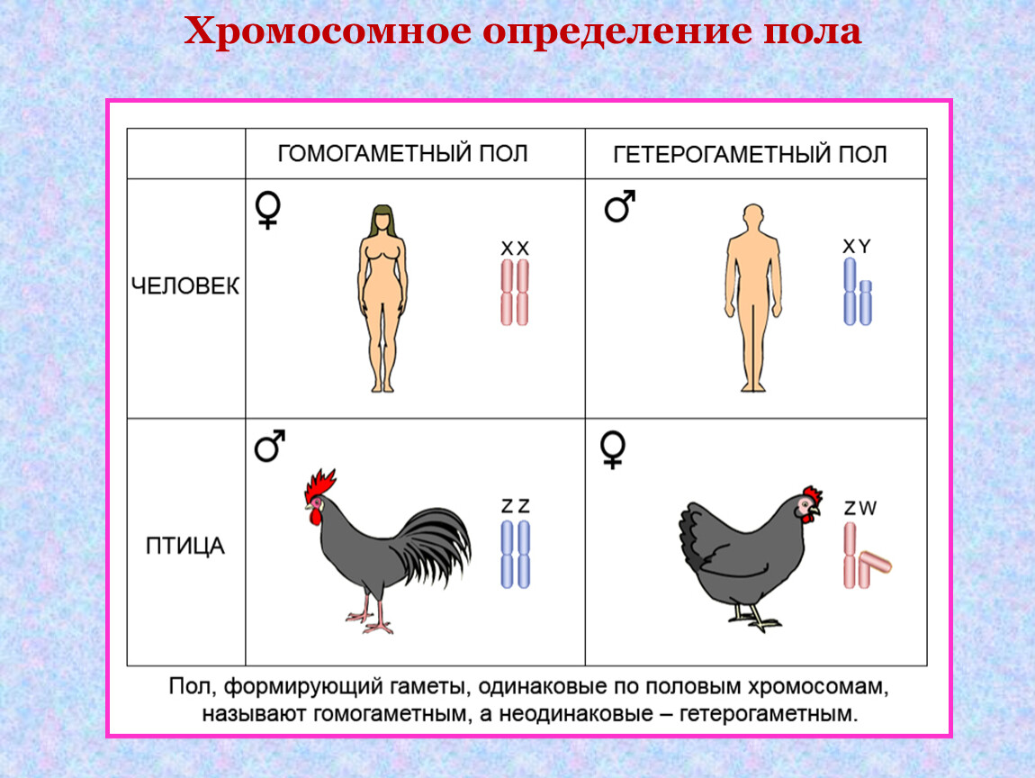 Гетерогаметный пол. Половые хромосомы гетерогаметного пола:. Генетика пола у птиц. 9.4 Генетика пола.наследование признаков сцепленных с полом. Половые хромосомы петуха и курицы.