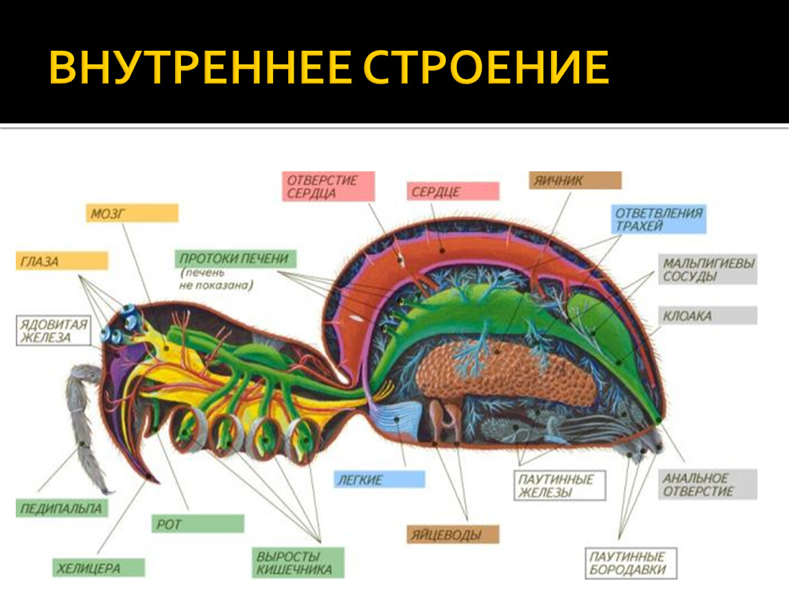 Внутреннее строение паука крестовика рисунок с подписями