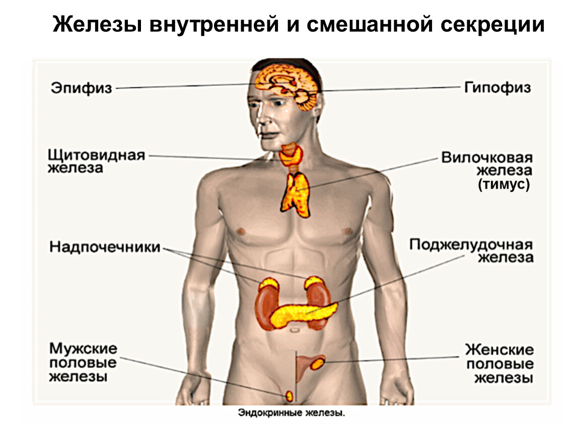 Эндокринная система человека строение желез внутренней секреции