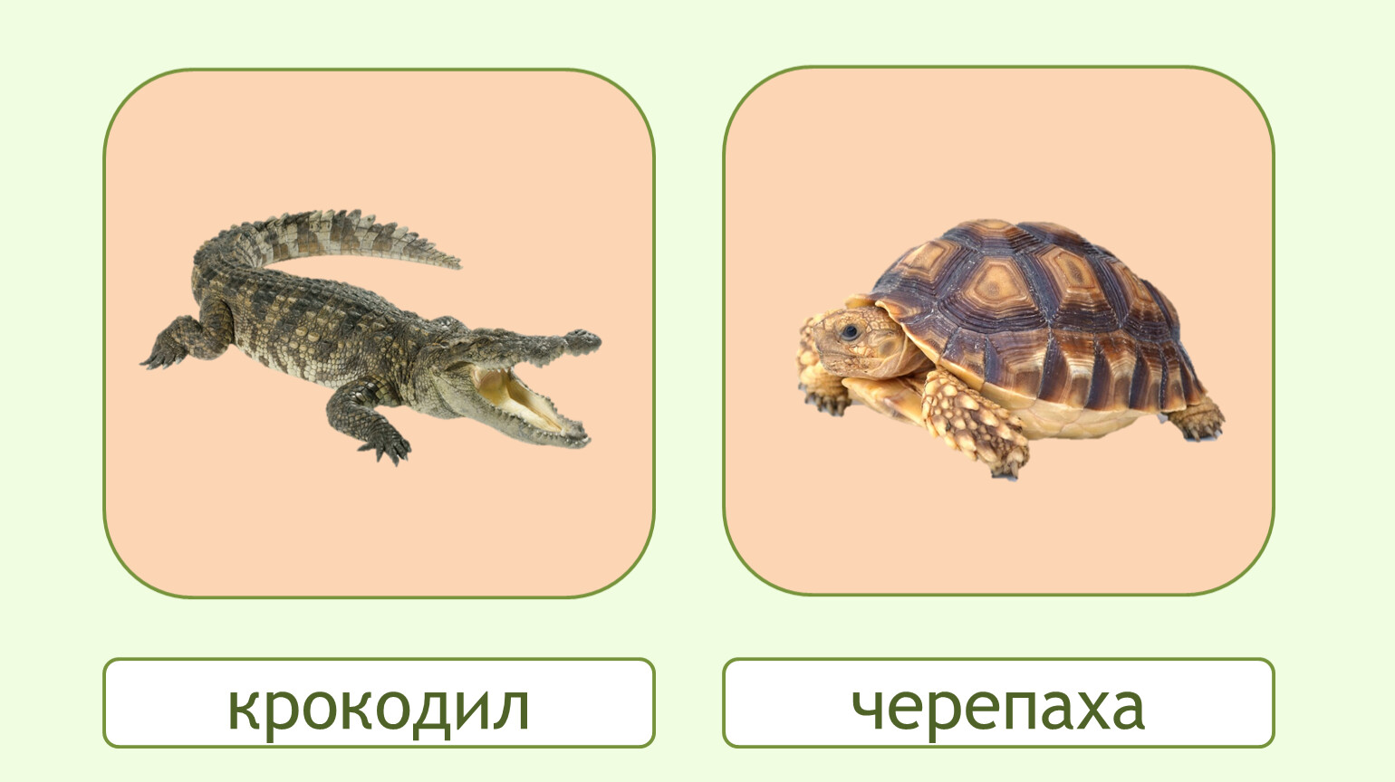 Слово черепахи. Крокодил и черепаха. Схема слова черепаха. К какой группе относятся черепахи и крокодилы. Крокодил из черепашек.