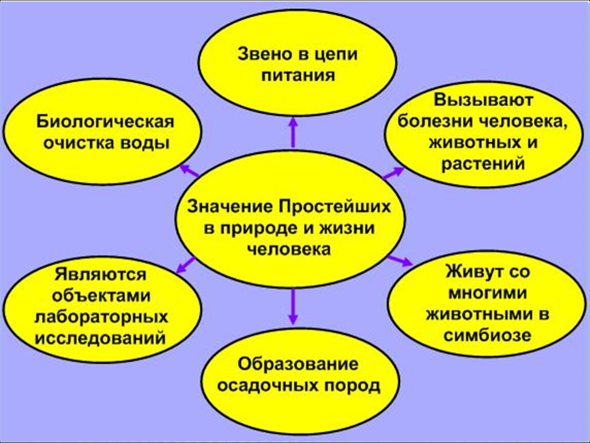 Значение групп простейших