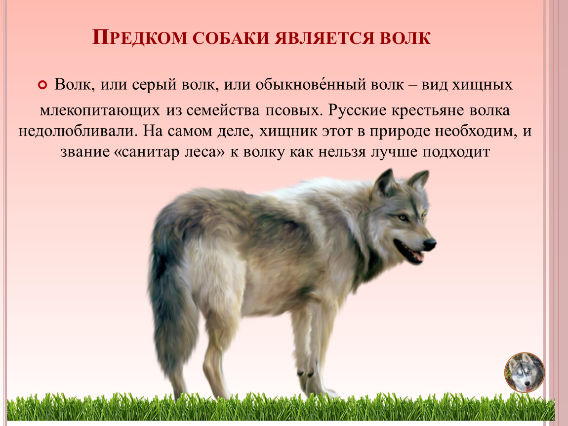 Описание серого волка. Серый волк, или обыкновенный волк. Классификация волка обыкновенного. Волк хищное млекопитающее семейства псовых ЕГЭ. Волк обыкновенный условия среды.