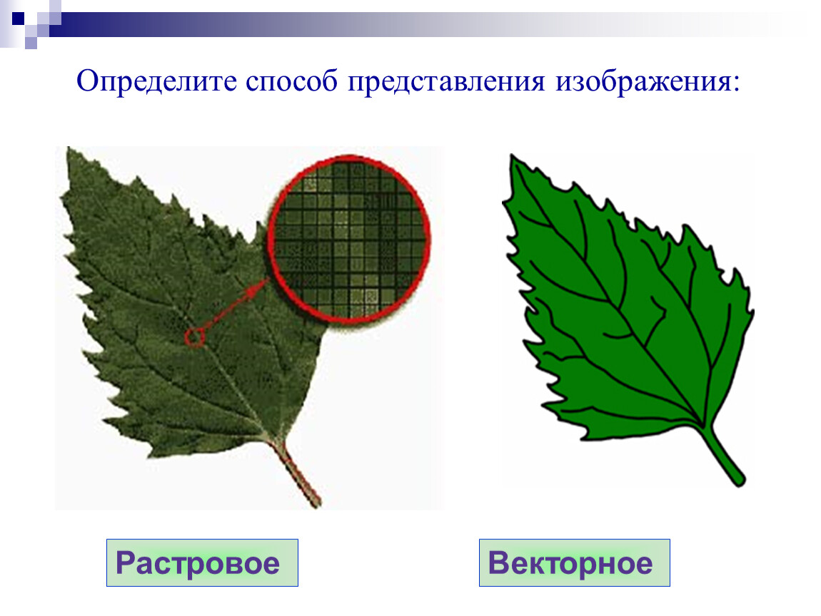 Растровое изображение в вектор