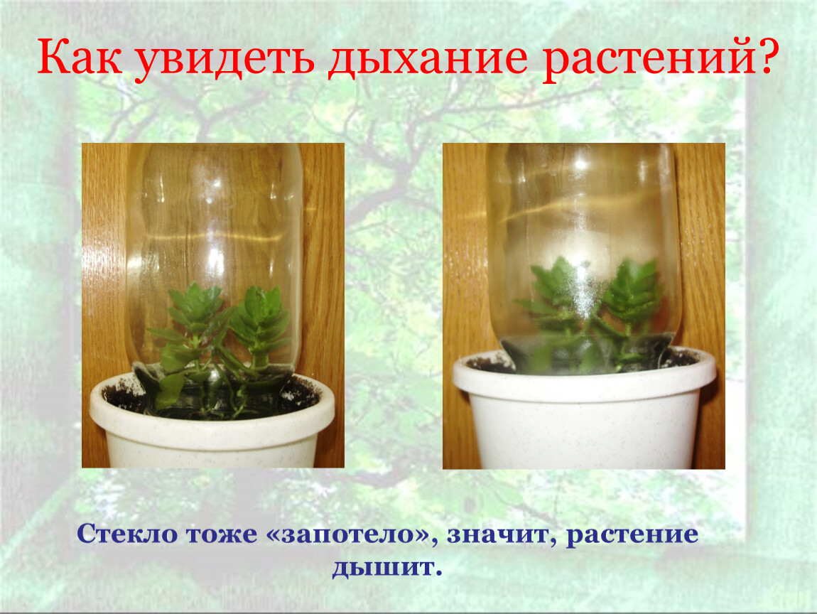 Опыты над растениями. Опыты с растениями. Опыты с комнатными цветами. Эксперимент с комнатными растениями. Опыты с комнатными растениями.