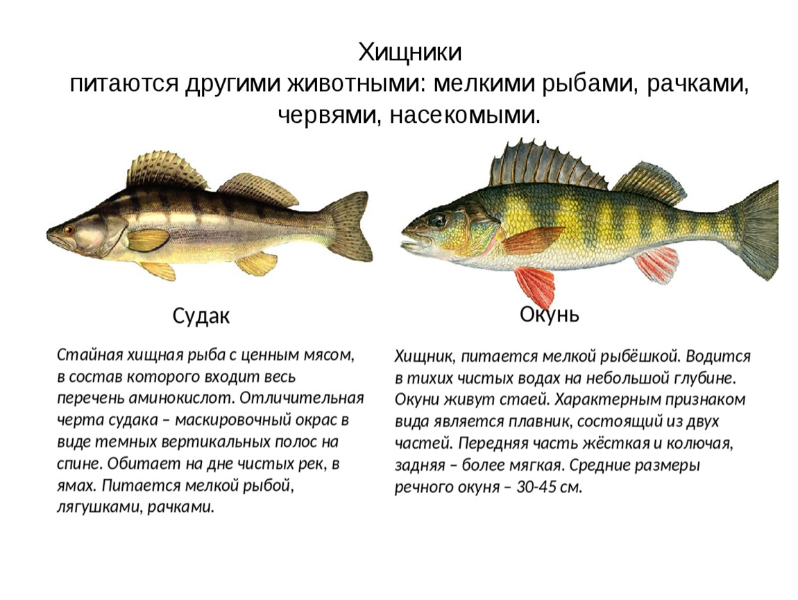 Рыбы огэ биология. Хищные Пресноводные рыбы. Речные и озерные рыбы. Пресноводные рыбы хищники названия. Рыба хищник Речная.