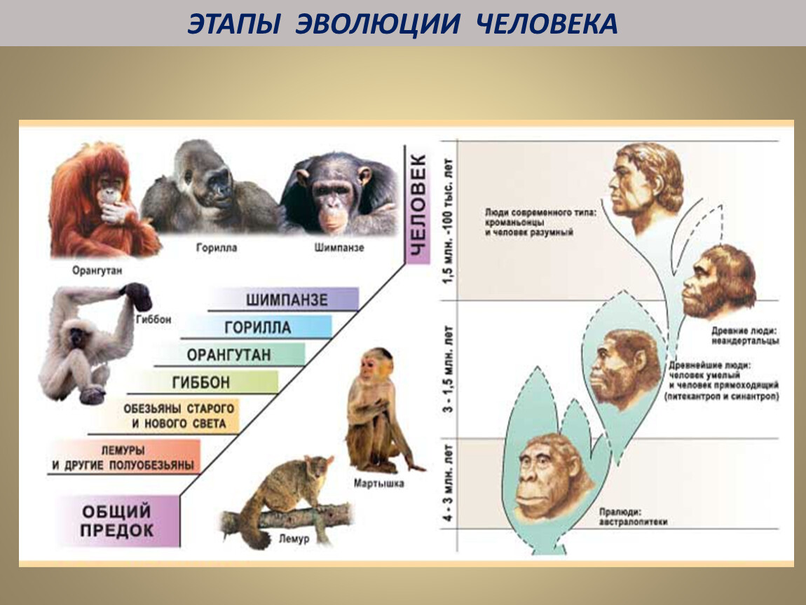 Эволюция приматов схема 9 класс