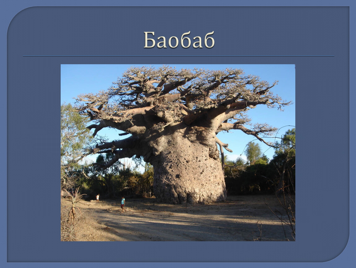Баобаб дерево фото с человеком