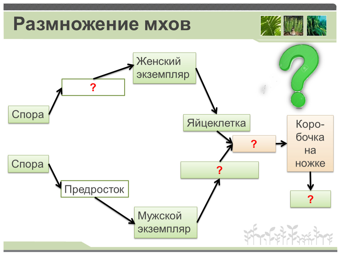 Размножение моховидных схема