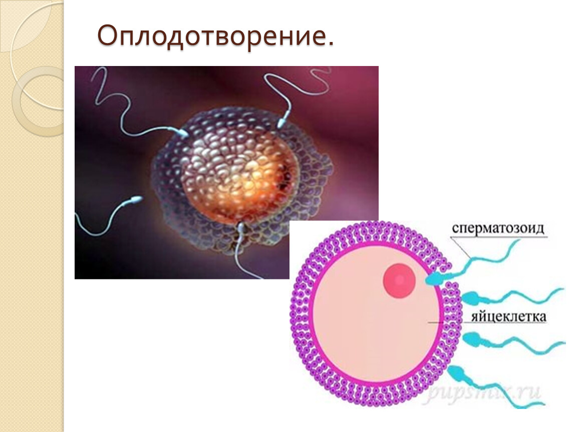 Схема оплодотворения яйцеклетки