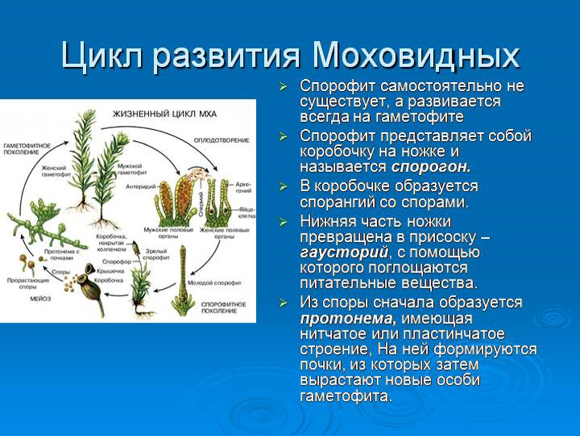 Какие органы появились у мхов. Спорофит мха Кукушкин лен. Спорофит и гаметофит у растений. Размножение моховидных растений. Размножение и жизненный цикл мхов.