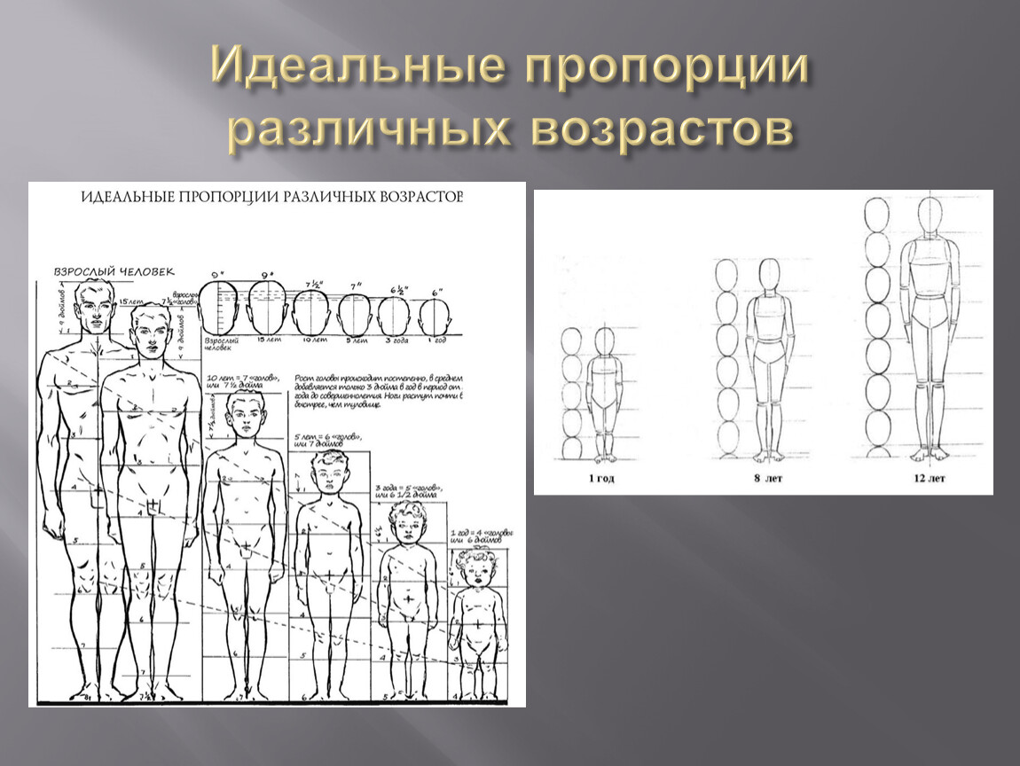 Пропорции человека изо. Идеальные пропорции различных возрастов. Пропорции тела человека в разном возрасте. Идеальные пропорции человека. Анатомия пропорции тела и Возраст человека.