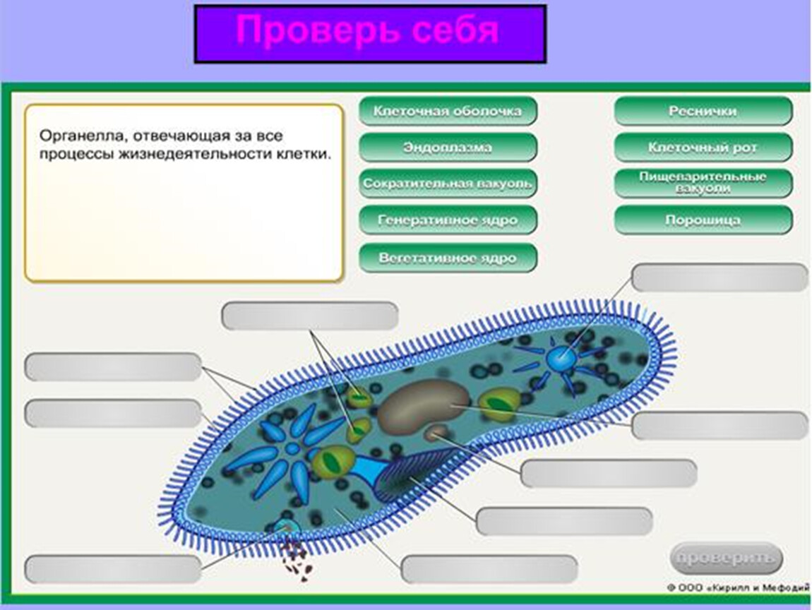 Органеллы водоросли. Инфузория туфелька 7 класс биология. Инфузория туфелька строение и функции органоидов клетки. Модель одноклеточного животного. Строение инфузории туфельки.