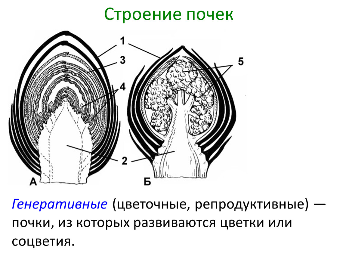 Вегетативная почка на этом рисунке обозначена буквой впиши букву кириллицей